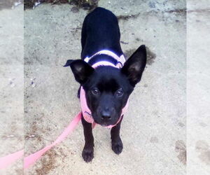 Labrador Retriever-Rat Terrier Mix Dogs for adoption in Aurora, IN, USA