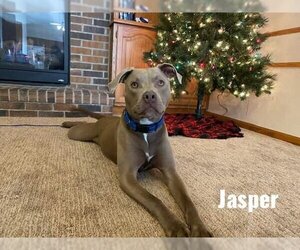 Mutt Dogs for adoption in Waterloo, IA, USA