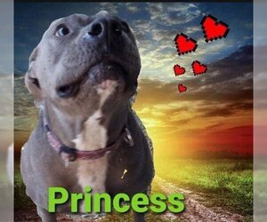American Pit Bull Terrier Dogs for adoption in Mexia , TX, USA