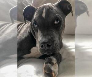 American Staffordshire Terrier-Mastiff Mix Dogs for adoption in Arlington, VA, USA