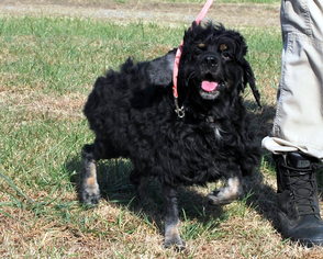 Cocker Spaniel Dogs for adoption in Pryor, OK, USA