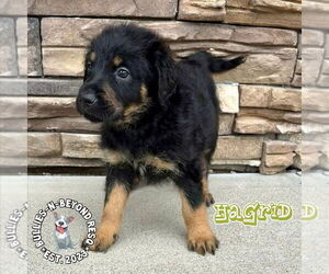 Rottle Dogs for adoption in Omaha, NE, USA