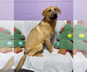 Golden Labrador Dogs for adoption in Genesee, WI, USA