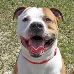 American Pit Bull Terrier Dogs for adoption in Madison, IN, USA