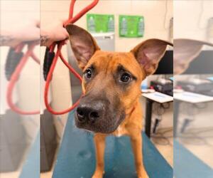 Black Mouth Cur Dogs for adoption in Mobile, AL, USA