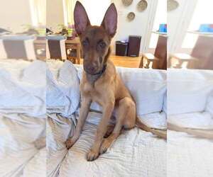 Mutt Dogs for adoption in Woodbury, NY, USA