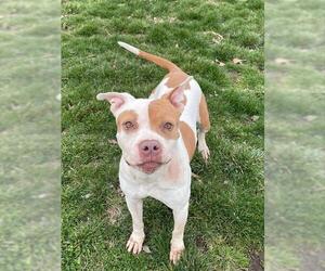 American Pit Bull Terrier Dogs for adoption in Lee's Summit, MO, USA