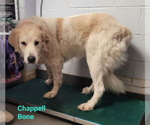 Great Pyrenees Dogs for adoption in Richmond, IN, USA