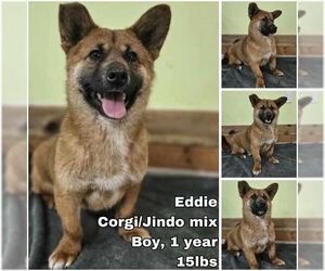 Pembroke Welsh Corgi-Unknown Mix Dogs for adoption in Seattle, WA, USA