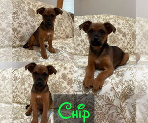 Mutt Dogs for adoption in Jackson Township, NJ, USA