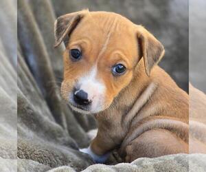 Labrador Retriever-Unknown Mix Dogs for adoption in San Diego, CA, USA