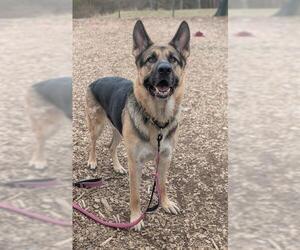 German Shepherd Dog Dogs for adoption in Waterford, VA, USA