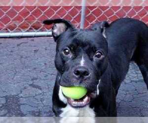 Boxer Dogs for adoption in Whitestone, NY, USA