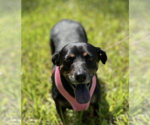 Dachshund-Unknown Mix Dogs for adoption in Weston, FL, USA