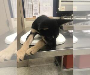 Australian Shepherd-Unknown Mix Dogs for adoption in Conroe, TX, USA