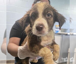 Australian Shepherd-Unknown Mix Dogs for adoption in Washington, DC, USA