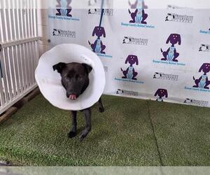Shepradors Dogs for adoption in Orlando, FL, USA