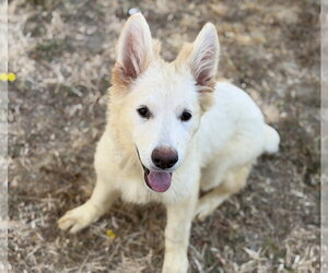 - Mix Dogs for adoption in Phoenix, AZ, USA