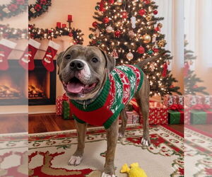 Boxer-Unknown Mix Dogs for adoption in Evansville, IN, USA