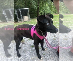 Australian Shepherd-German Shepherd Dog Mix Dogs for adoption in Aurora, IN, USA