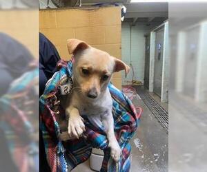 Chihuahua Dogs for adoption in Stockton, CA, USA