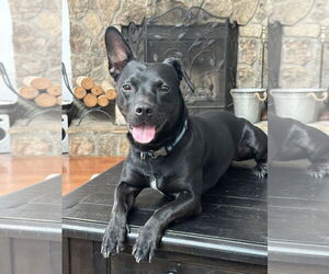 Medium Photo #4 Mutt Puppy For Sale in Rockaway, NJ, USA