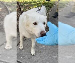 Huskies -Unknown Mix Dogs for adoption in San Antonio, TX, USA