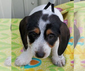 Dachshund Dogs for adoption in Mountain View, MO, USA