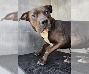 American Staffordshire Terrier Dogs for adoption in San Antonio, TX, USA