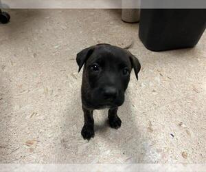 Dutch Shepherd -Unknown Mix Dogs for adoption in Tulsa, OK, USA