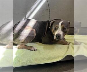 American Pit Bull Terrier-Unknown Mix Dogs for adoption in Camarillo, CA, USA