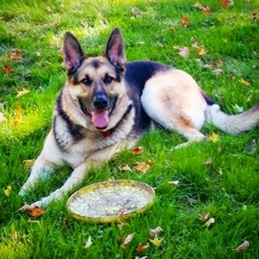 German Shepherd Dog Dogs for adoption in Doylestown, PA, USA