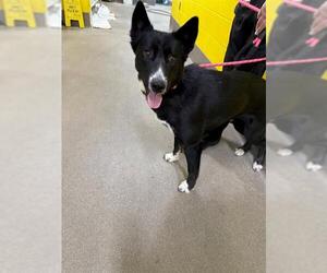 Siberian Husky Dogs for adoption in Forestville, MD, USA