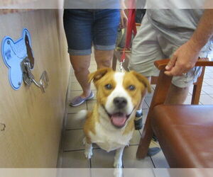 Labrador Retriever-Unknown Mix Dogs for adoption in Ocala, FL, USA