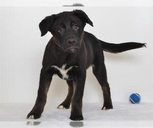 Labrador Retriever-Siberian Husky Mix Dogs for adoption in Oroville, CA, USA