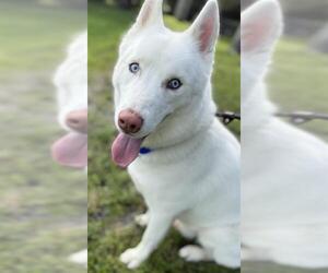 Siberian Husky Dogs for adoption in Fort Lauderdale, FL, USA