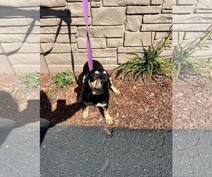 Mutt Dogs for adoption in Sterling, MA, USA