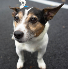 Jack Russell Terrier Dogs for adoption in Birdsboro, PA, USA