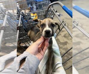 Labrador Retriever-Unknown Mix Dogs for adoption in Tallahassee, FL, USA
