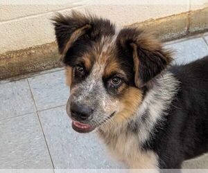 Australian Shepherd-Great Pyrenees Mix Dogs for adoption in Anniston, AL, USA
