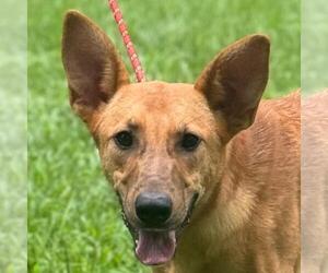 German Shepherd Dog-Unknown Mix Dogs for adoption in Yardley, PA, USA
