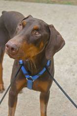 Doberman Pinscher Dogs for adoption in Southampton, NY, USA