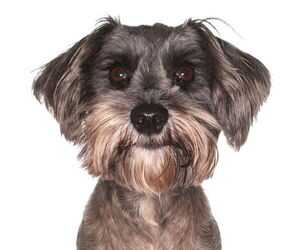 Shih Tzu Dogs for adoption in Oakland Park, FL, USA