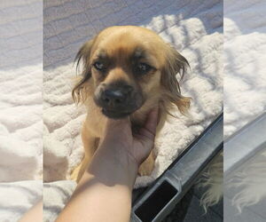 Shiranian Dogs for adoption in Oakhurst, NJ, USA