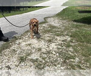 Mutt Dogs for adoption in Ocala, FL, USA