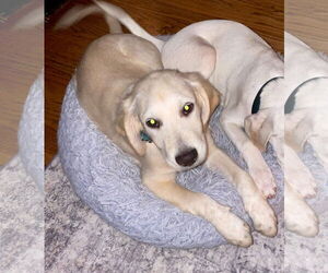 Mutt Dogs for adoption in New London, WI, USA