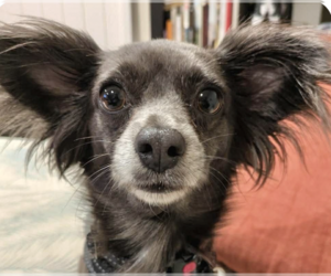 Papillon-Unknown Mix Dogs for adoption in San Ramon, CA, USA