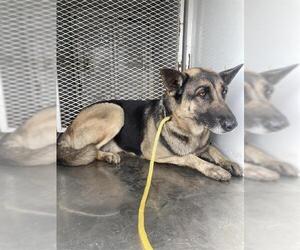 German Shepherd Dog Dogs for adoption in Bakersfield, CA, USA