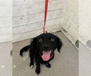 Chihuahua-Unknown Mix Dogs for adoption in San Bernardino, CA, USA