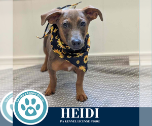 Dachshund-Unknown Mix Dogs for adoption in Kimberton, PA, USA